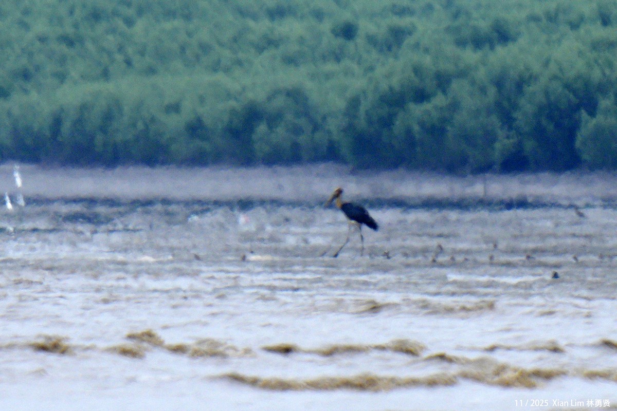 Lesser Adjutant - ML646348271