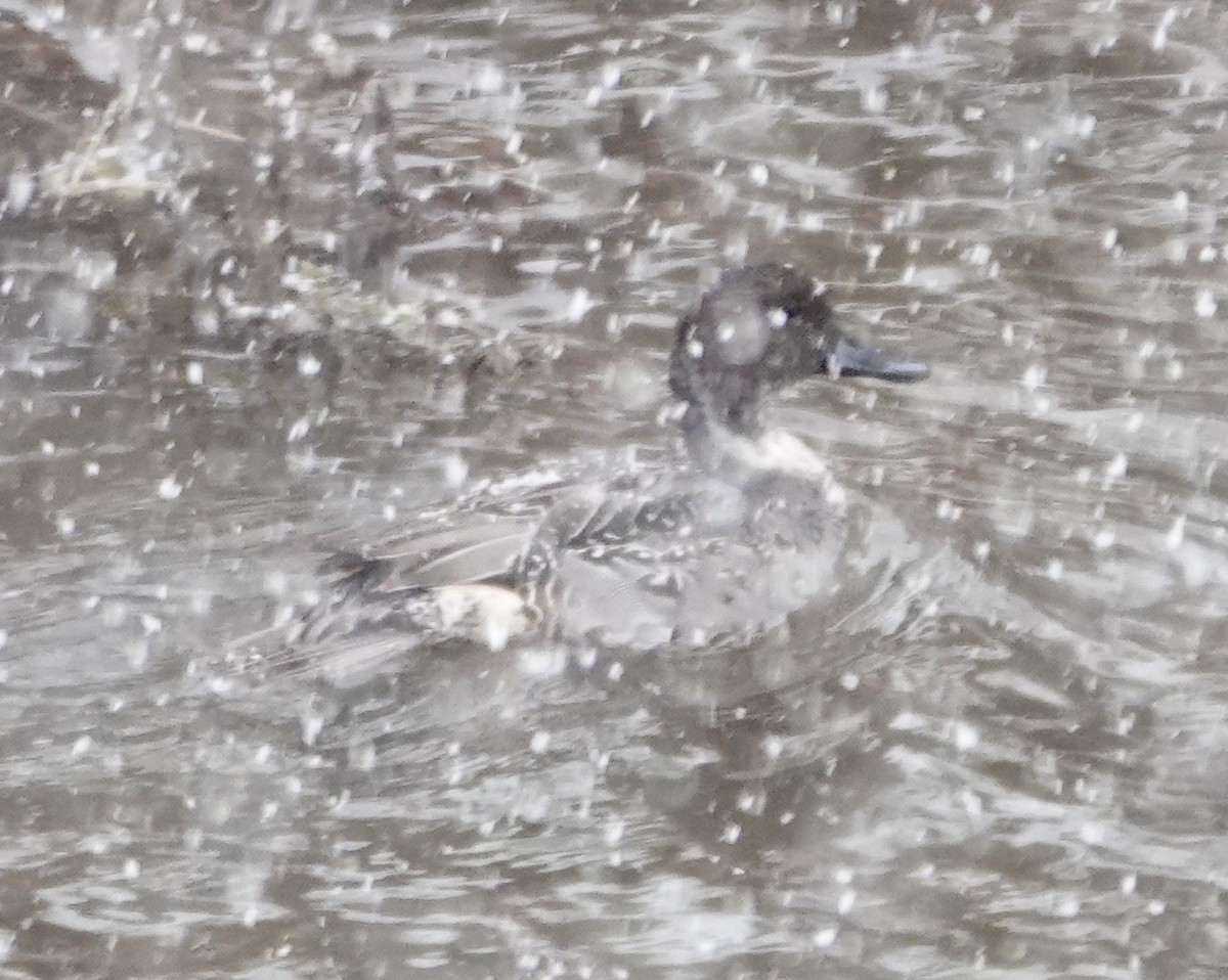 Northern Pintail - ML646348284