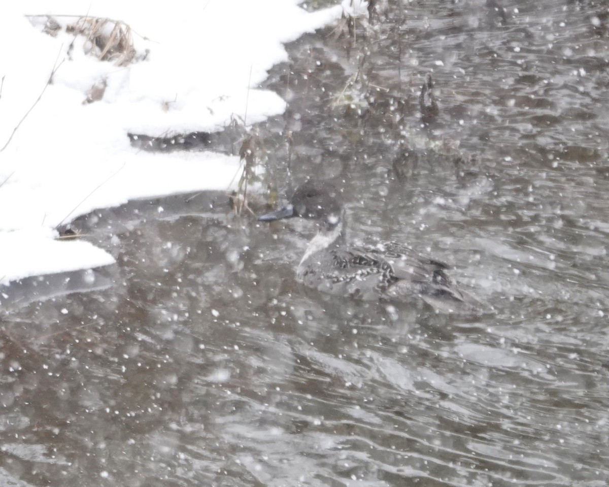 Northern Pintail - ML646348285