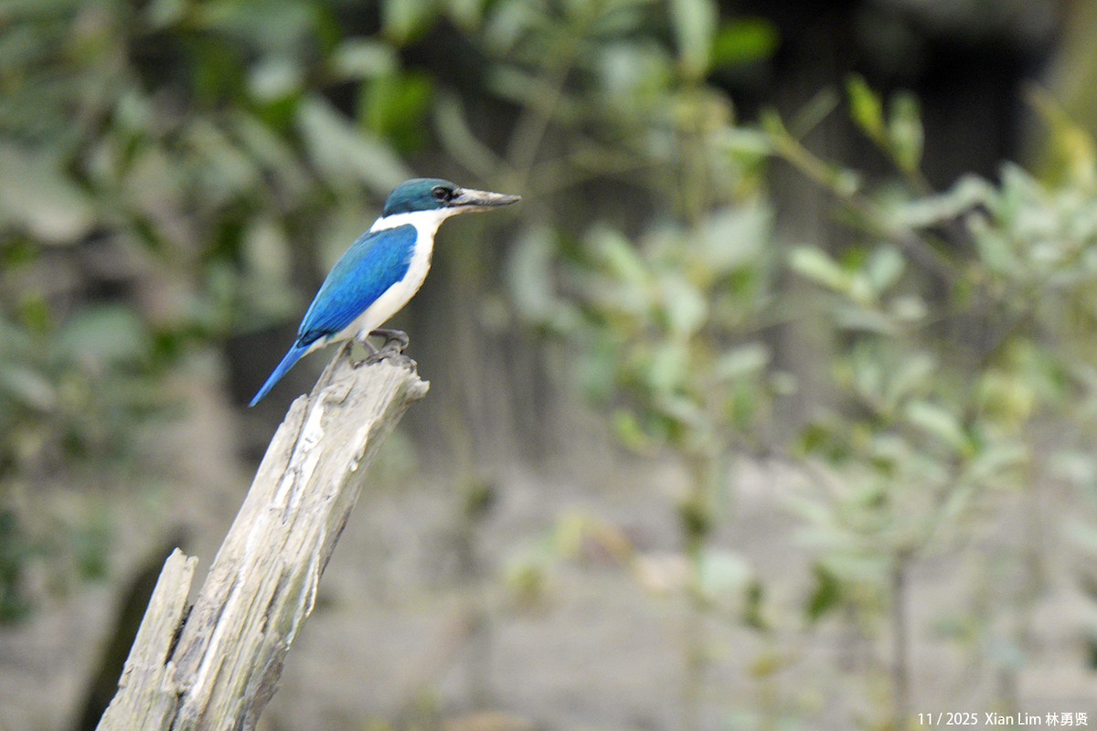 Альціон білошиїй - ML646348286