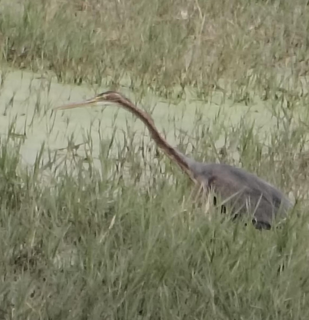 Чапля руда - ML646348287