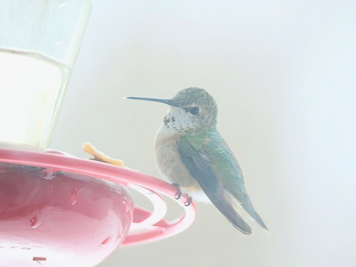 Колібрі-крихітка вогнистий - ML646348288