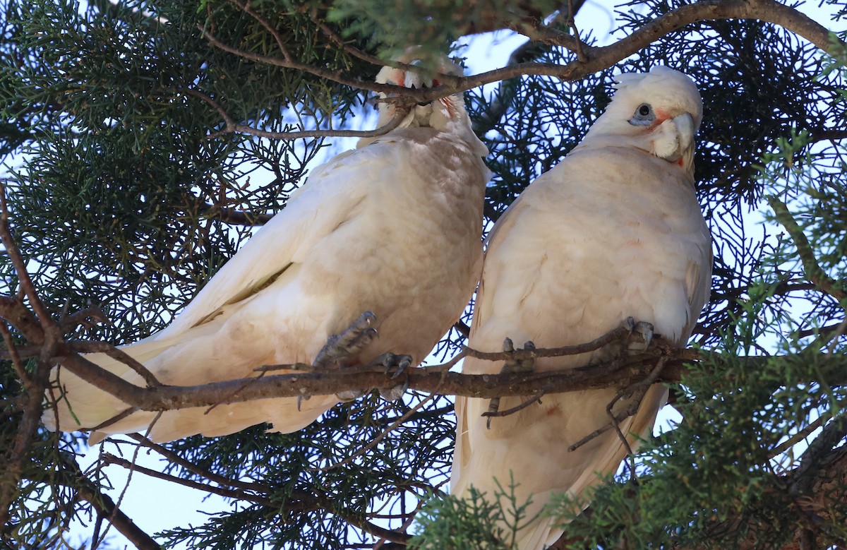 Какаду малий - ML646348290