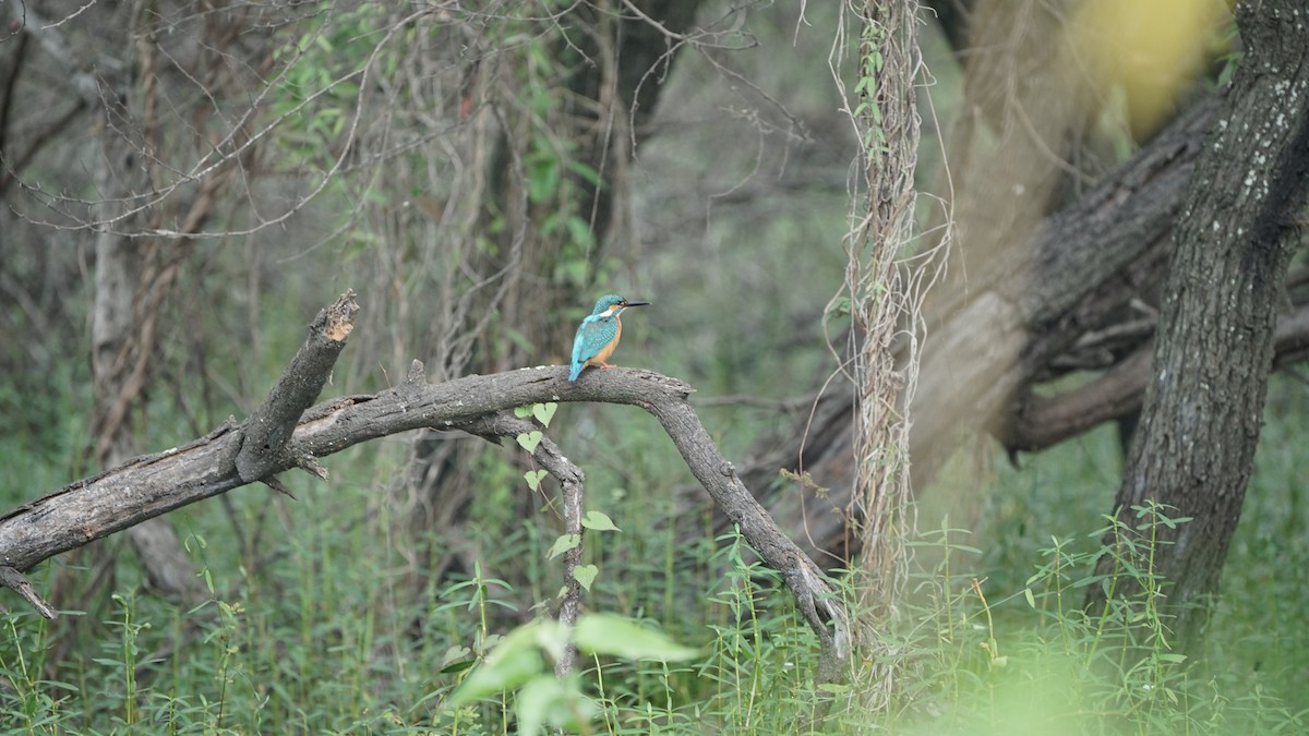 Рибалочка блакитний - ML646348293