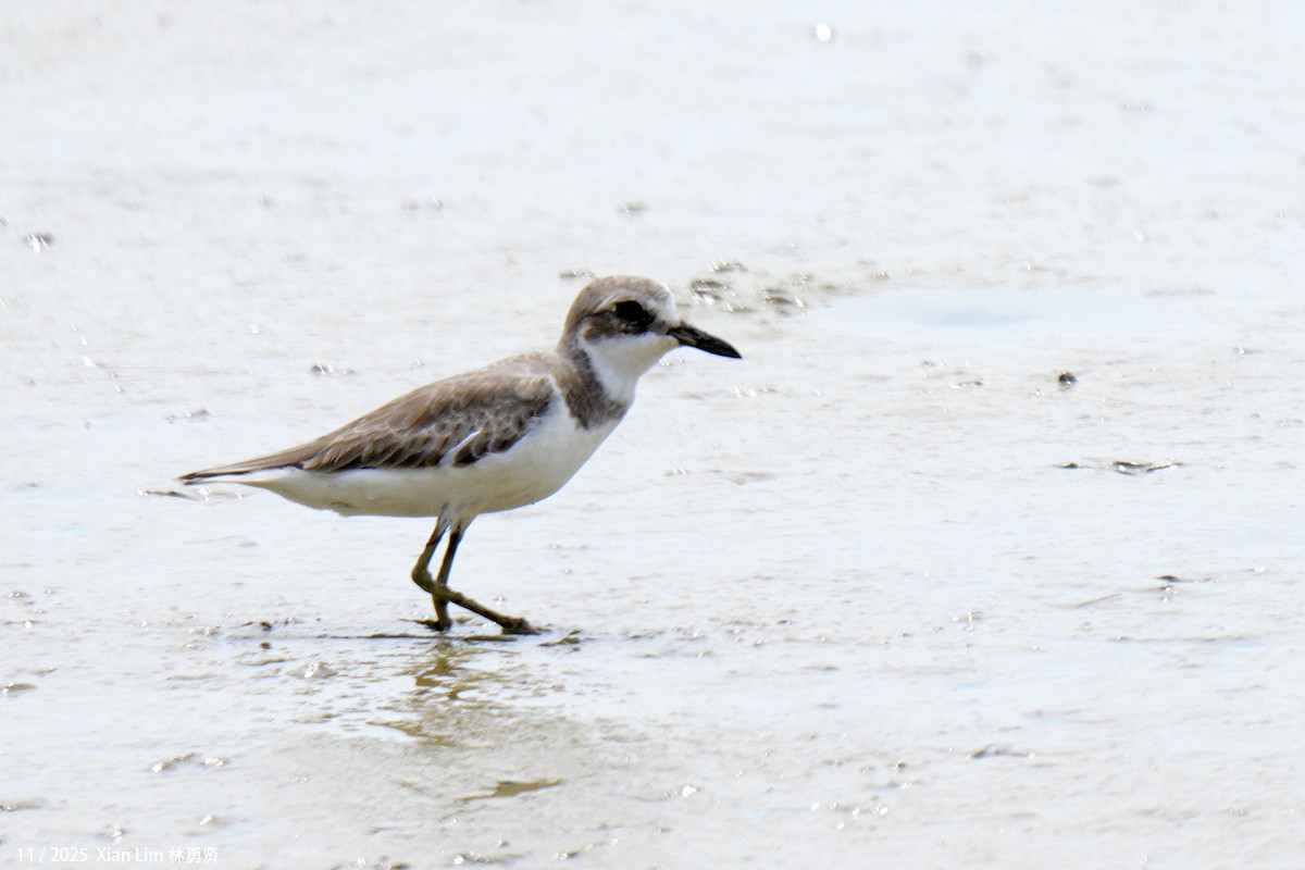 Пісочник товстодзьобий - ML646348295