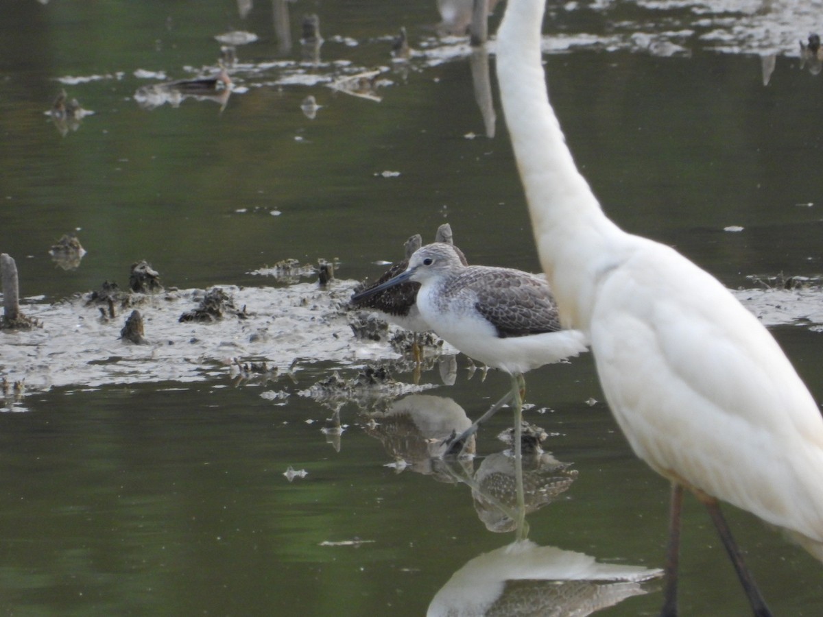 Коловодник великий - ML646348296