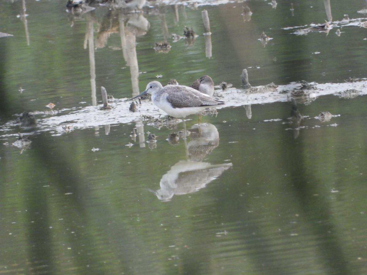 Коловодник великий - ML646348297