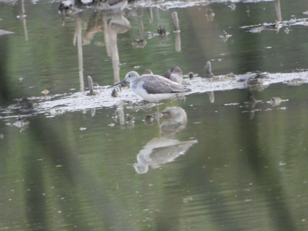 Коловодник великий - ML646348298