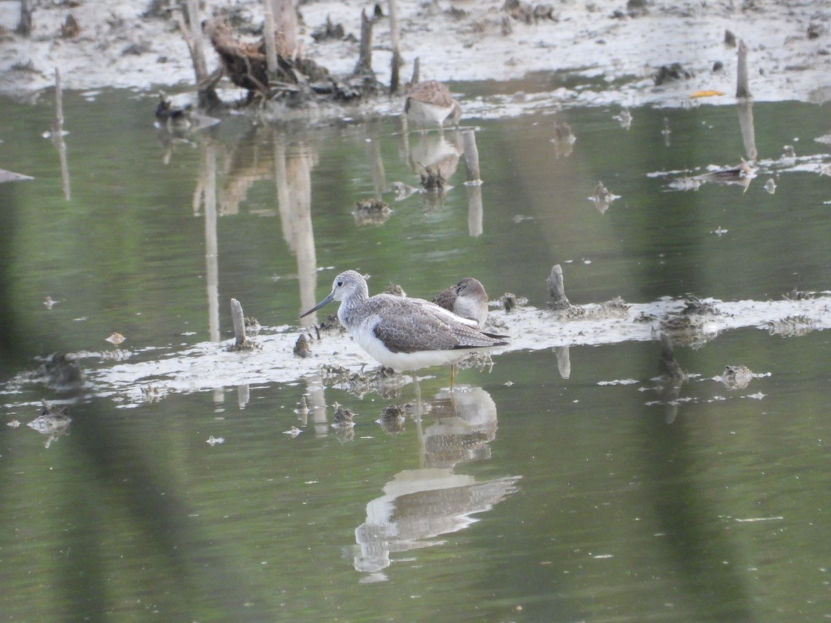 Коловодник великий - ML646348299