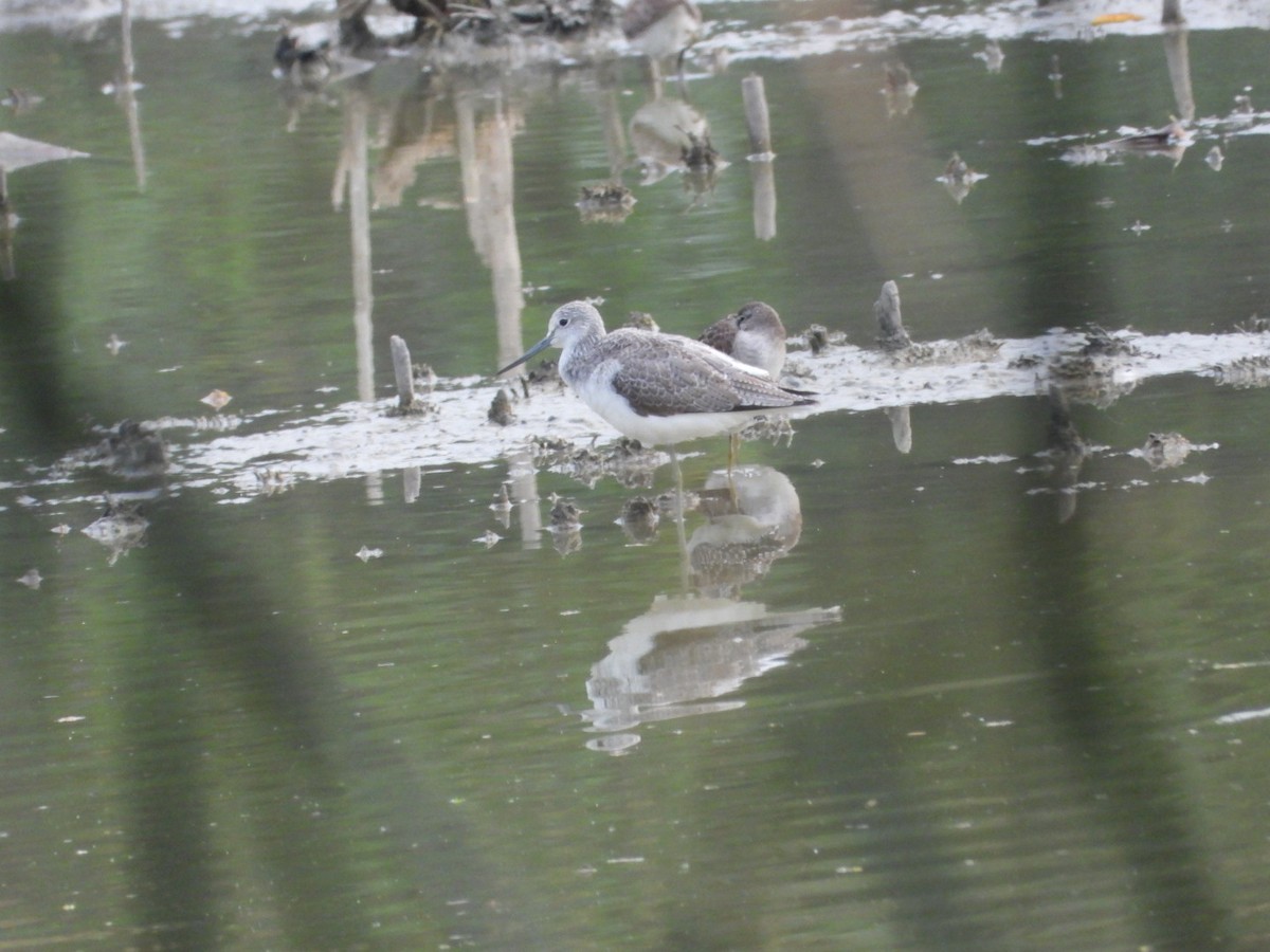 Коловодник великий - ML646348300