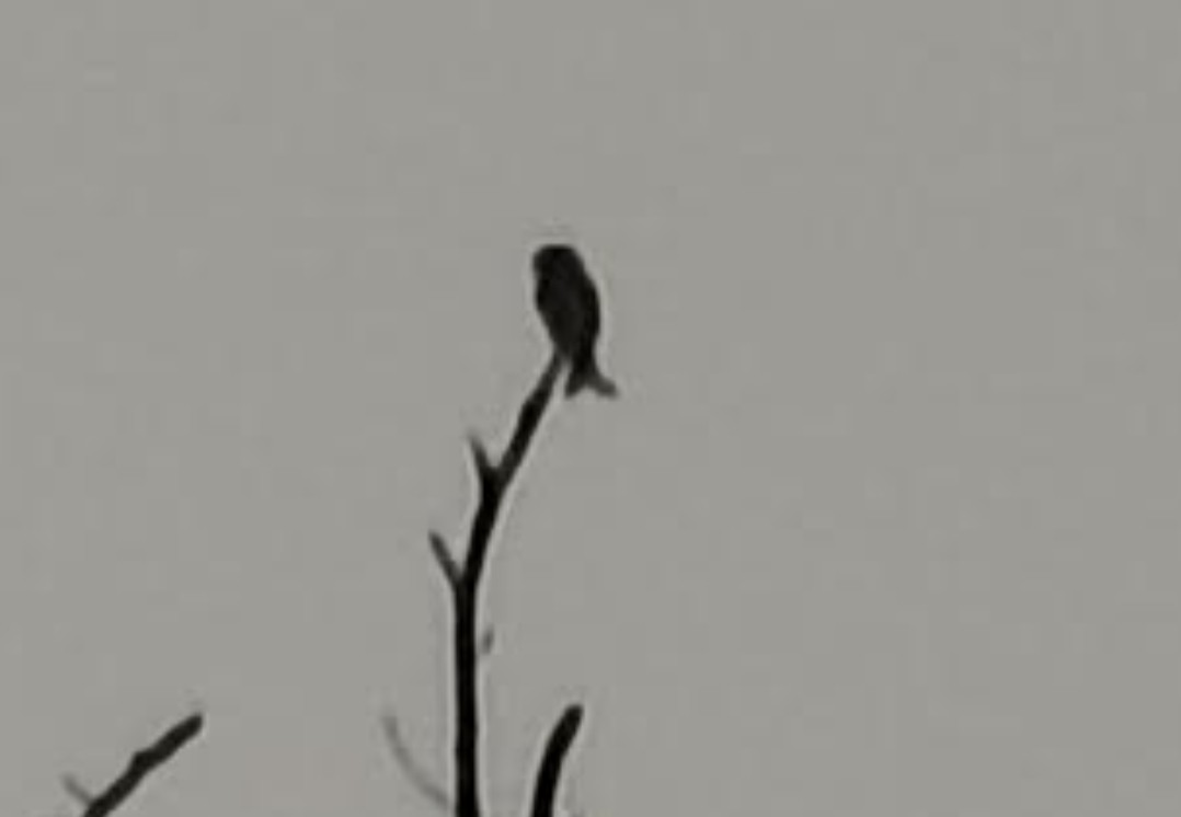 Дронго чорний - ML646348301