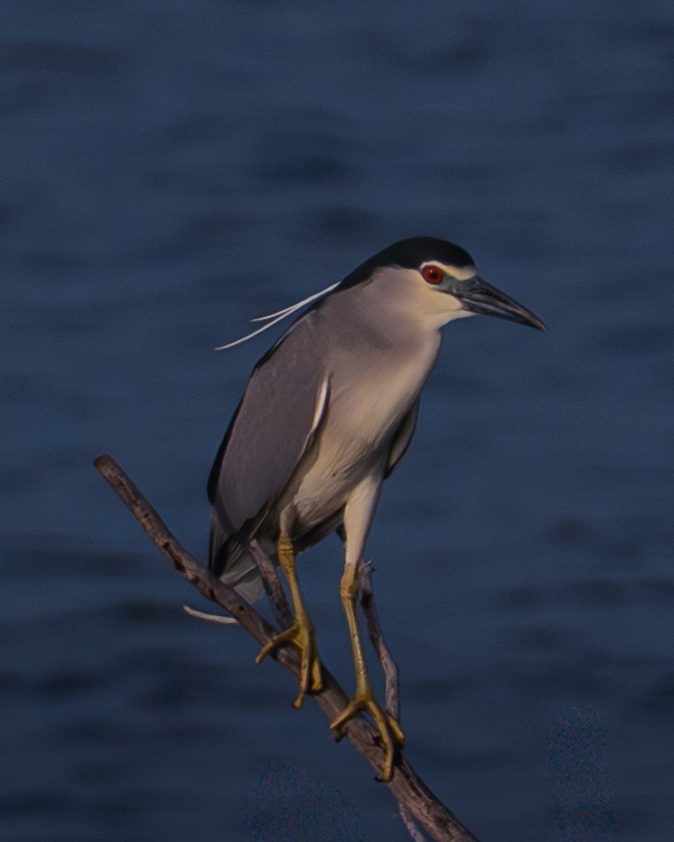 Квак звичайний - ML646348302