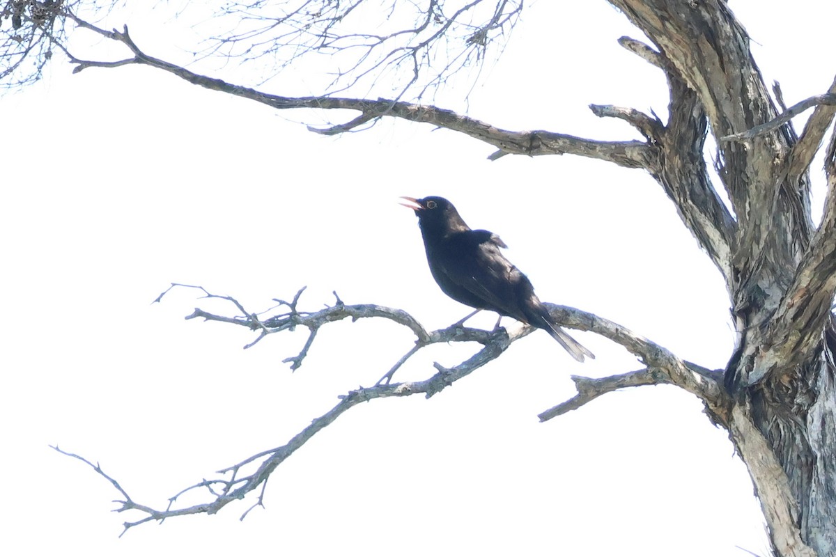 Дрізд чорний - ML646348305