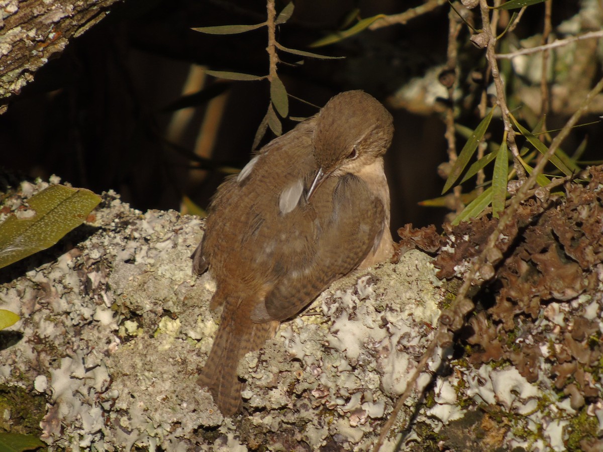 Southern House Wren - ML646348306