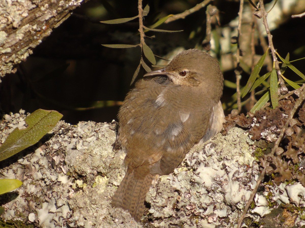 Southern House Wren - ML646348307