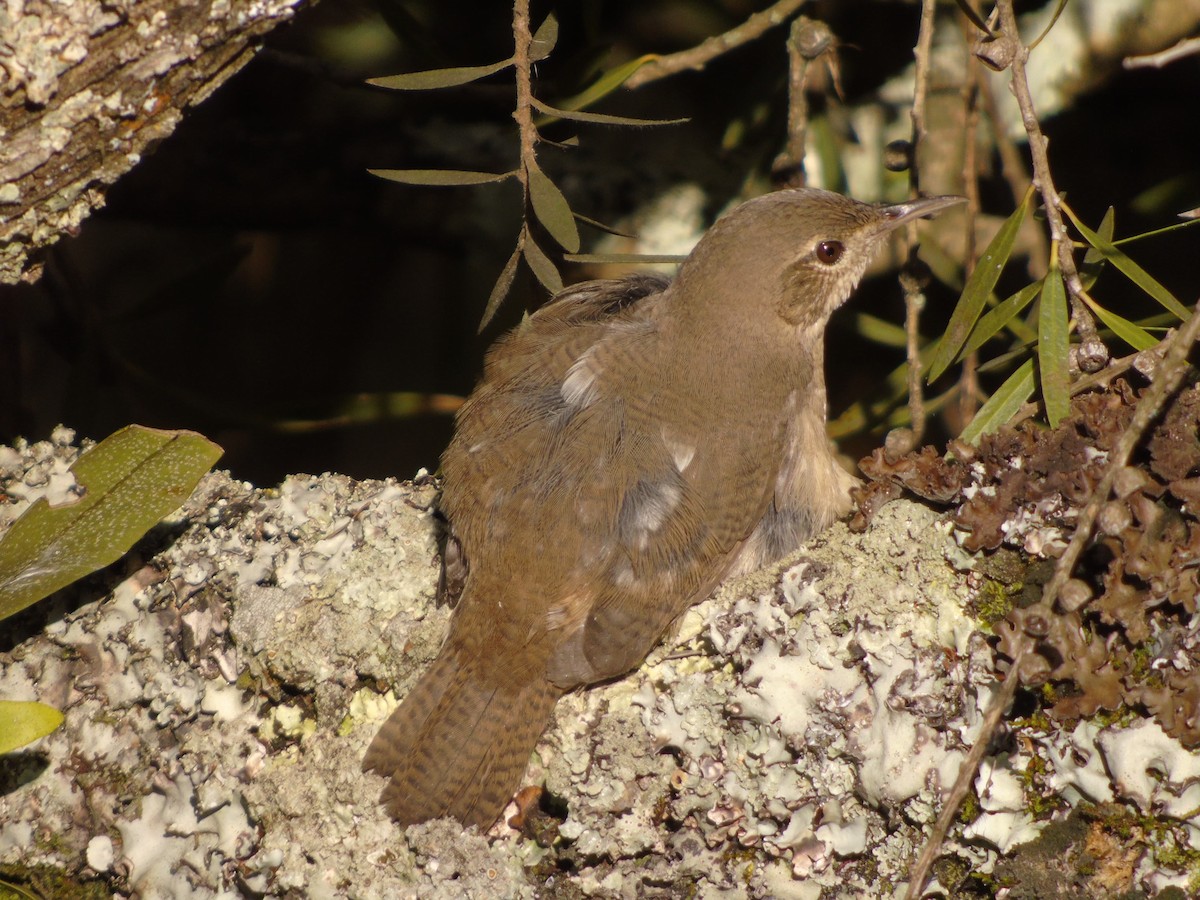 Southern House Wren - ML646348308
