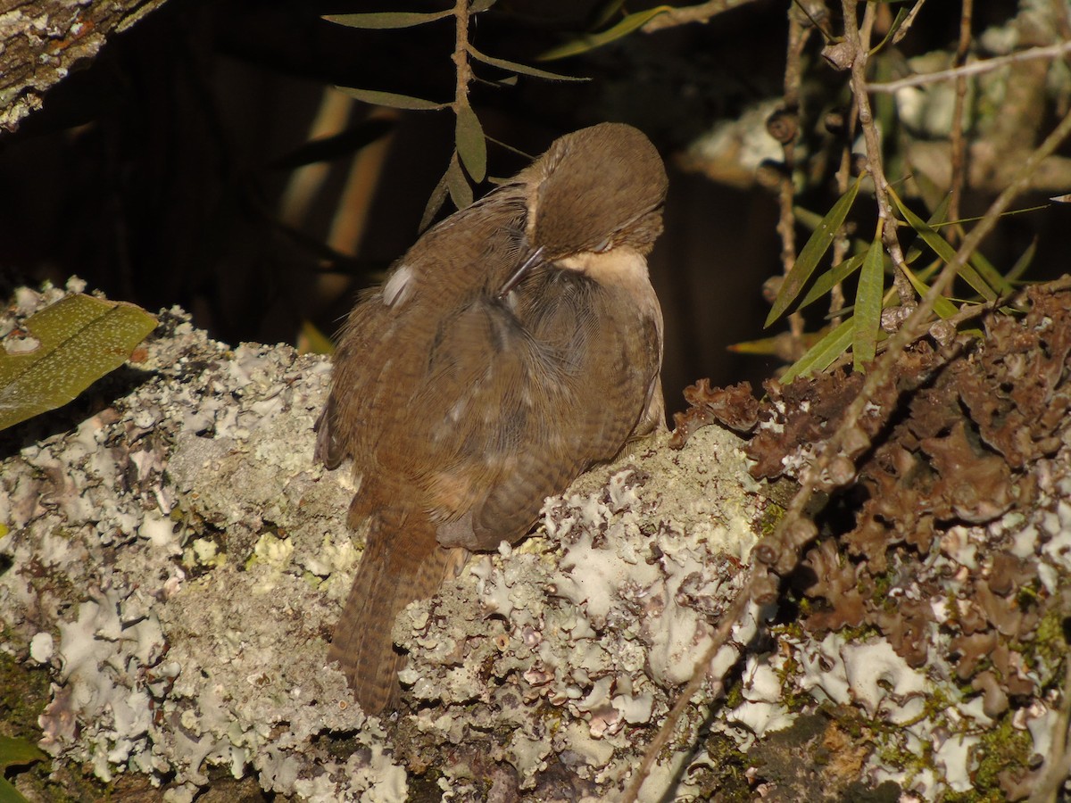 Southern House Wren - ML646348309