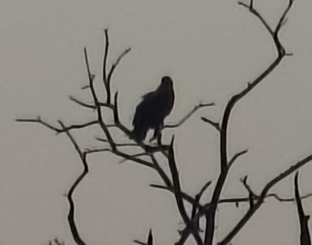 Підорлик великий - ML646348310