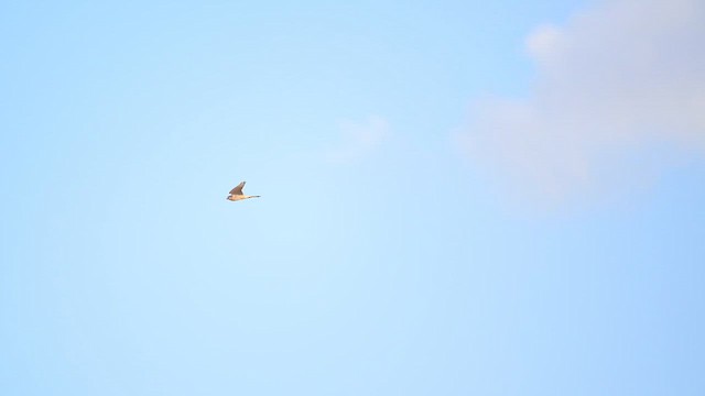 Боривітер степовий - ML646348311