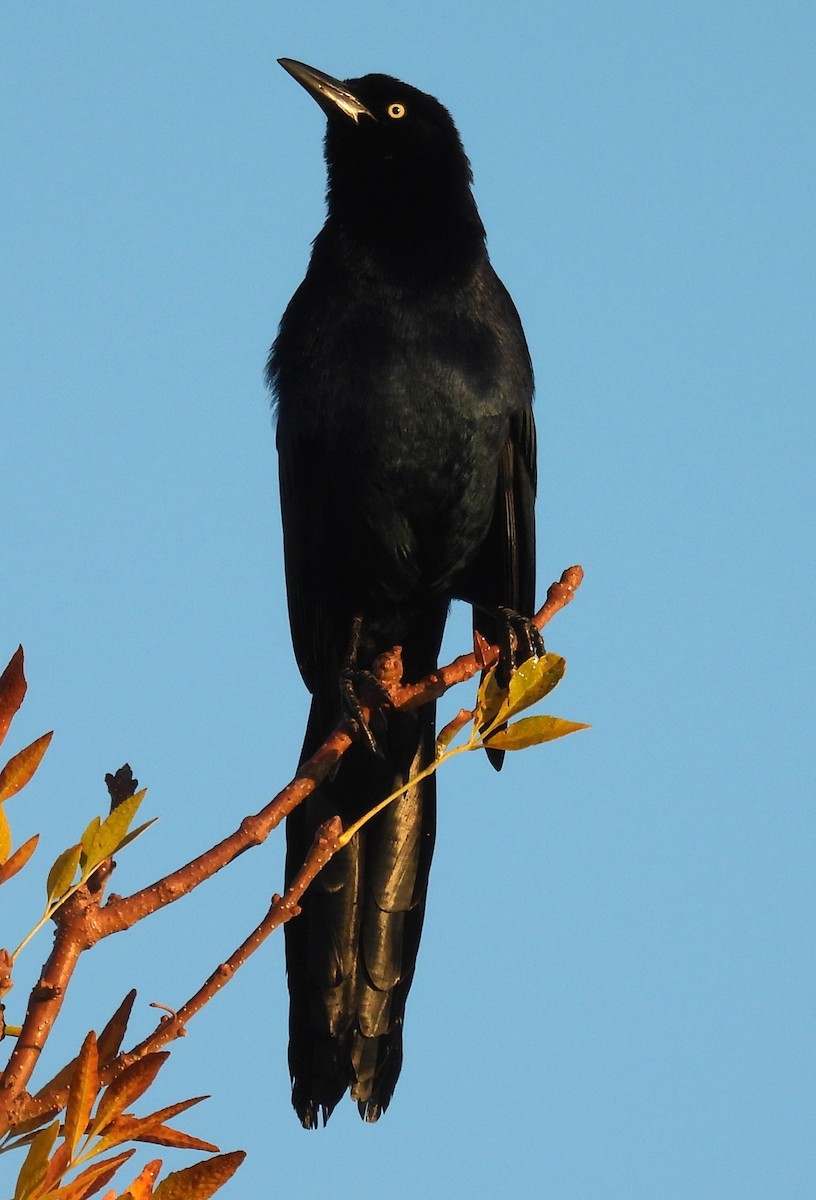 Гракл великохвостий - ML646348312