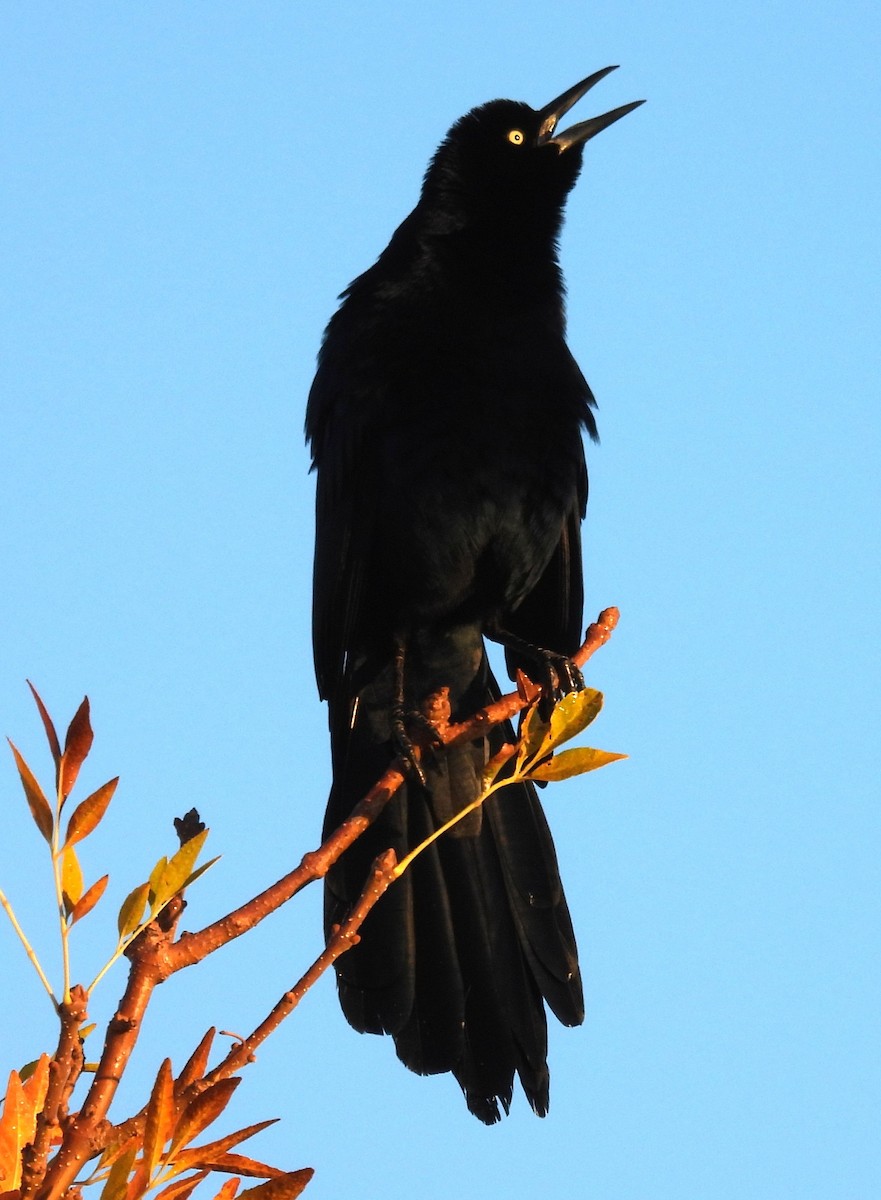 Гракл великохвостий - ML646348313