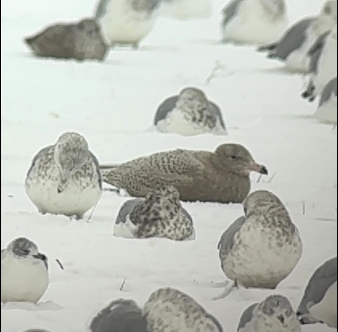 Мартин полярний - ML646348314