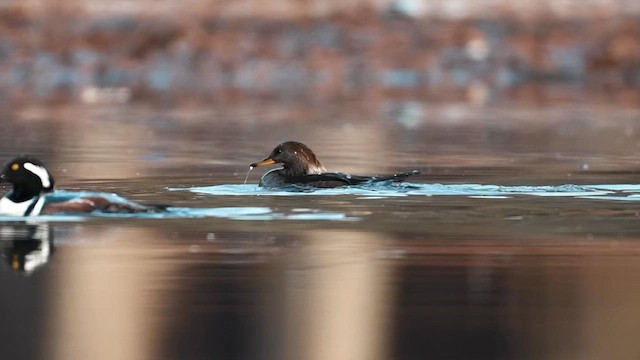 Крех жовтоокий - ML646348315