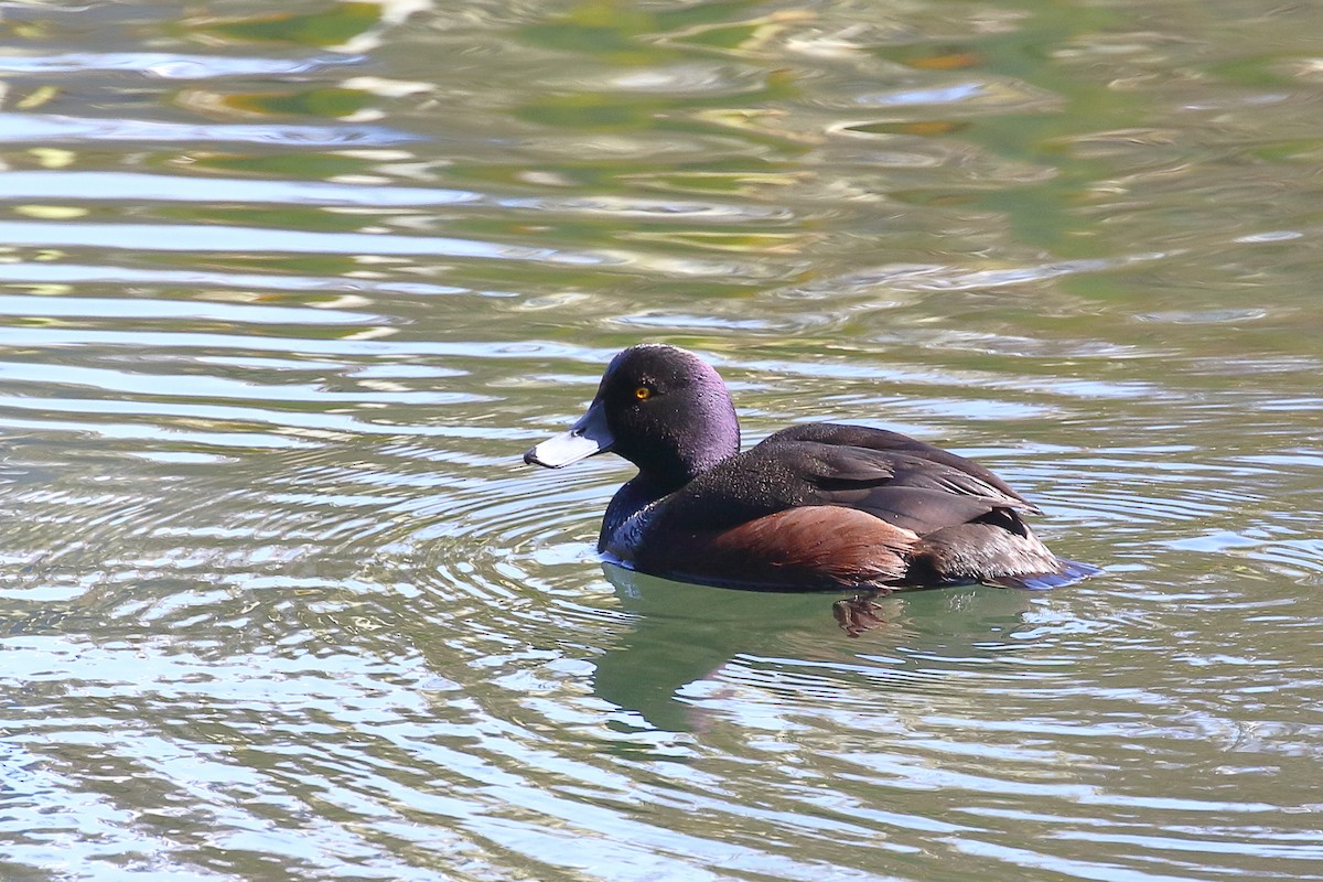 Чернь новозеландська - ML646348316