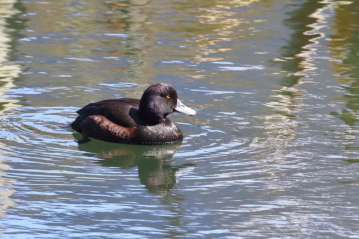 Чернь новозеландська - ML646348317