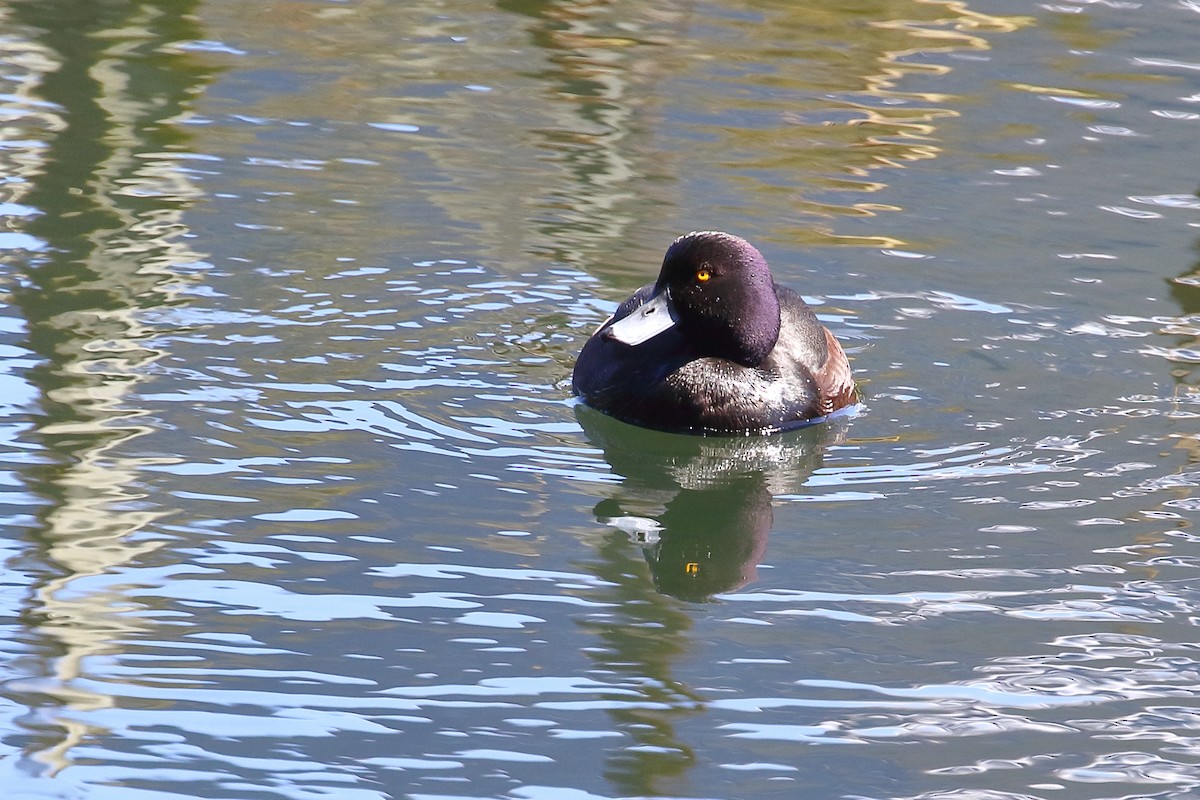 Чернь новозеландська - ML646348318