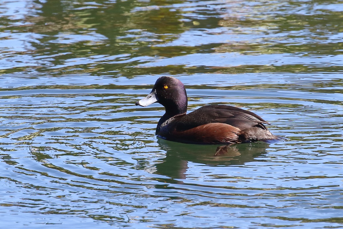 Чернь новозеландська - ML646348319