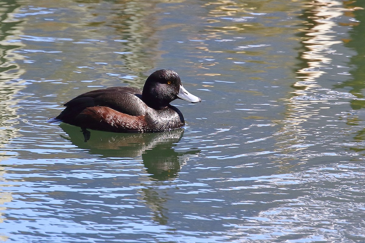 Чернь новозеландська - ML646348320