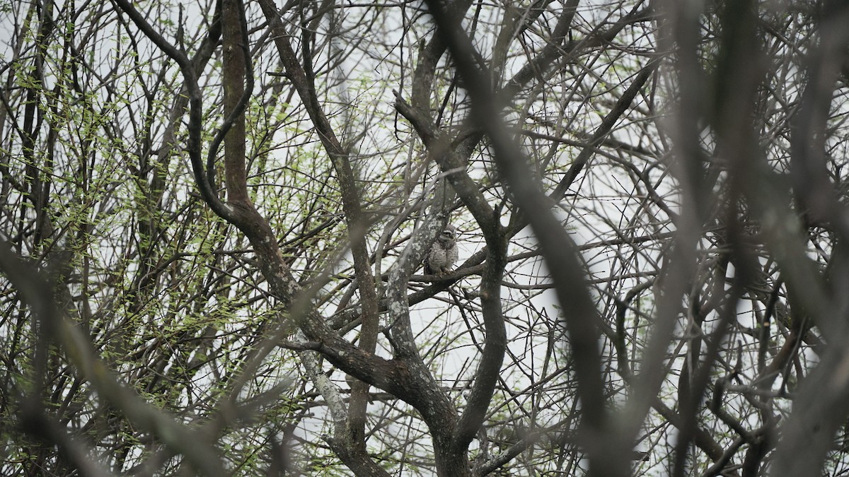 Mochuelo Brahmán - ML646348324