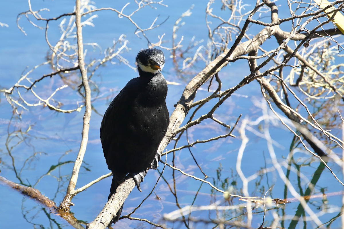 Little Pied Cormorant - ML646348329