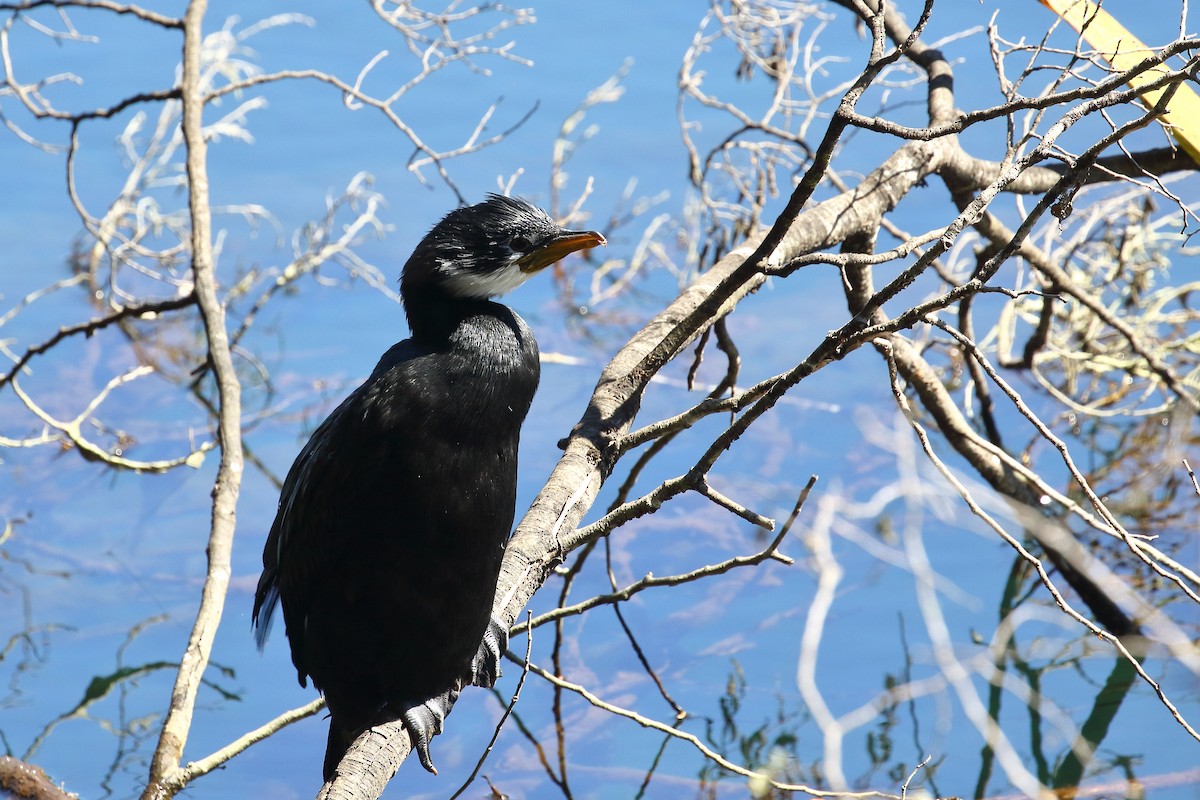 Little Pied Cormorant - ML646348330