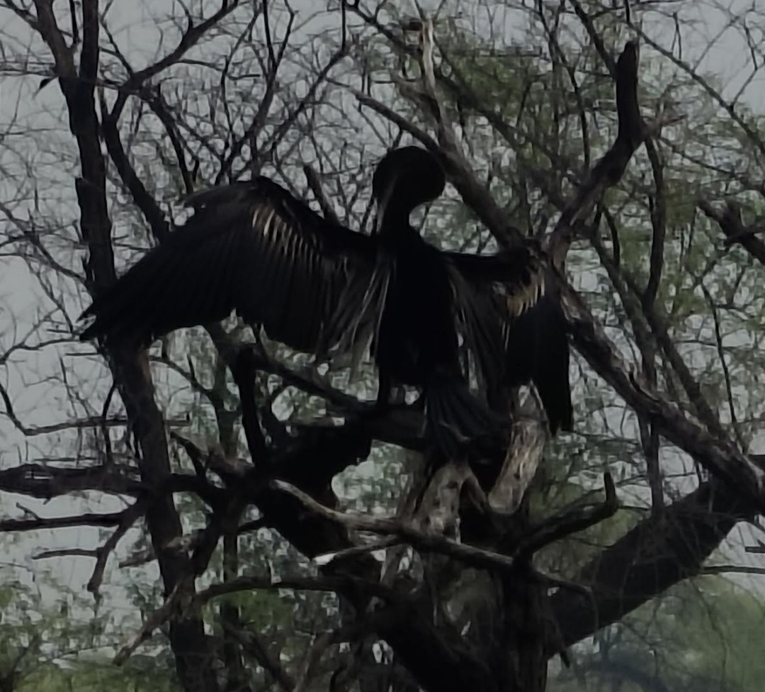 Oriental Darter - ML646348334