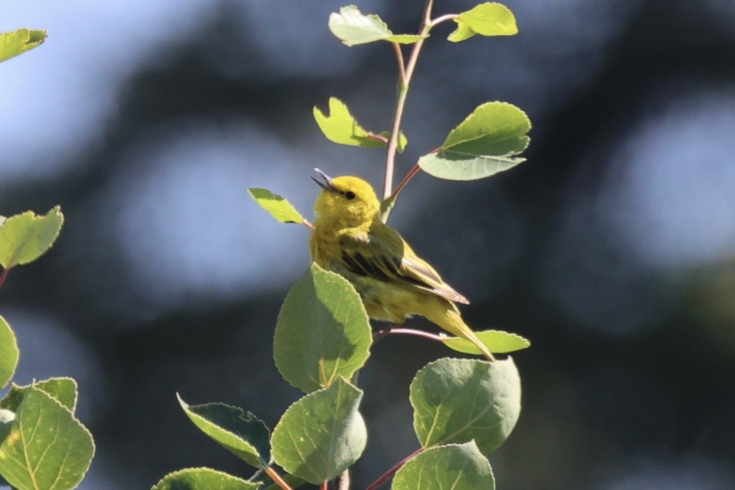 Northern Yellow Warbler - ML646348336