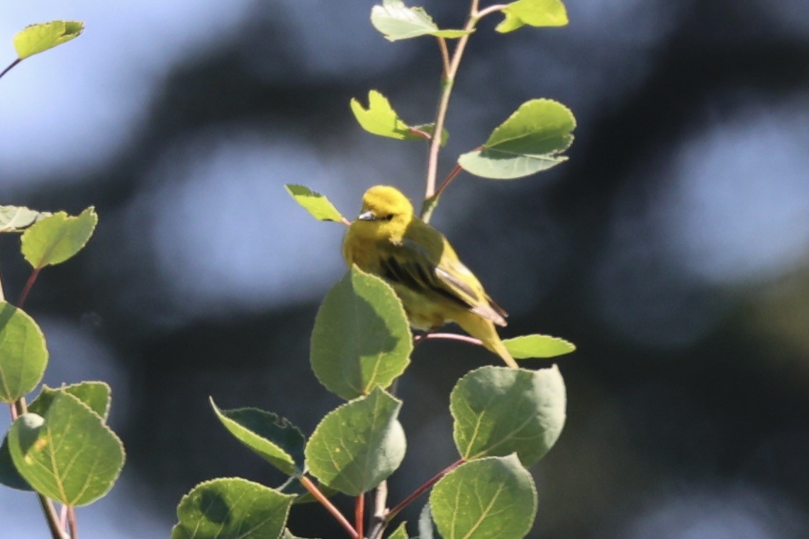 Northern Yellow Warbler - ML646348337