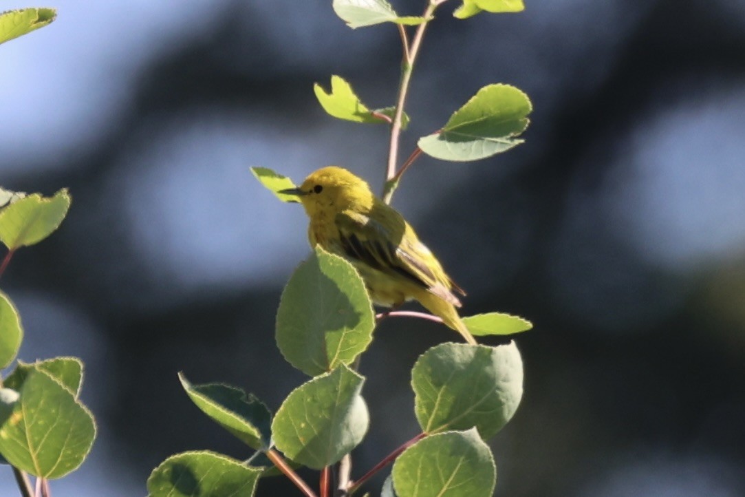 Northern Yellow Warbler - ML646348338