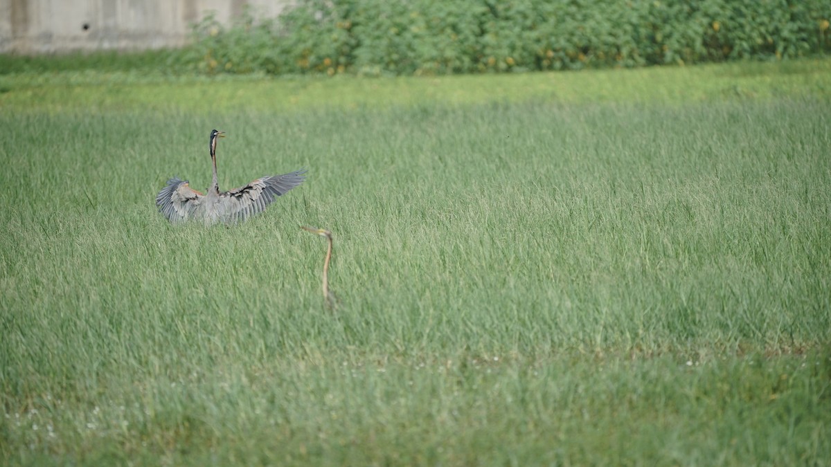 Garza Imperial - ML646348339