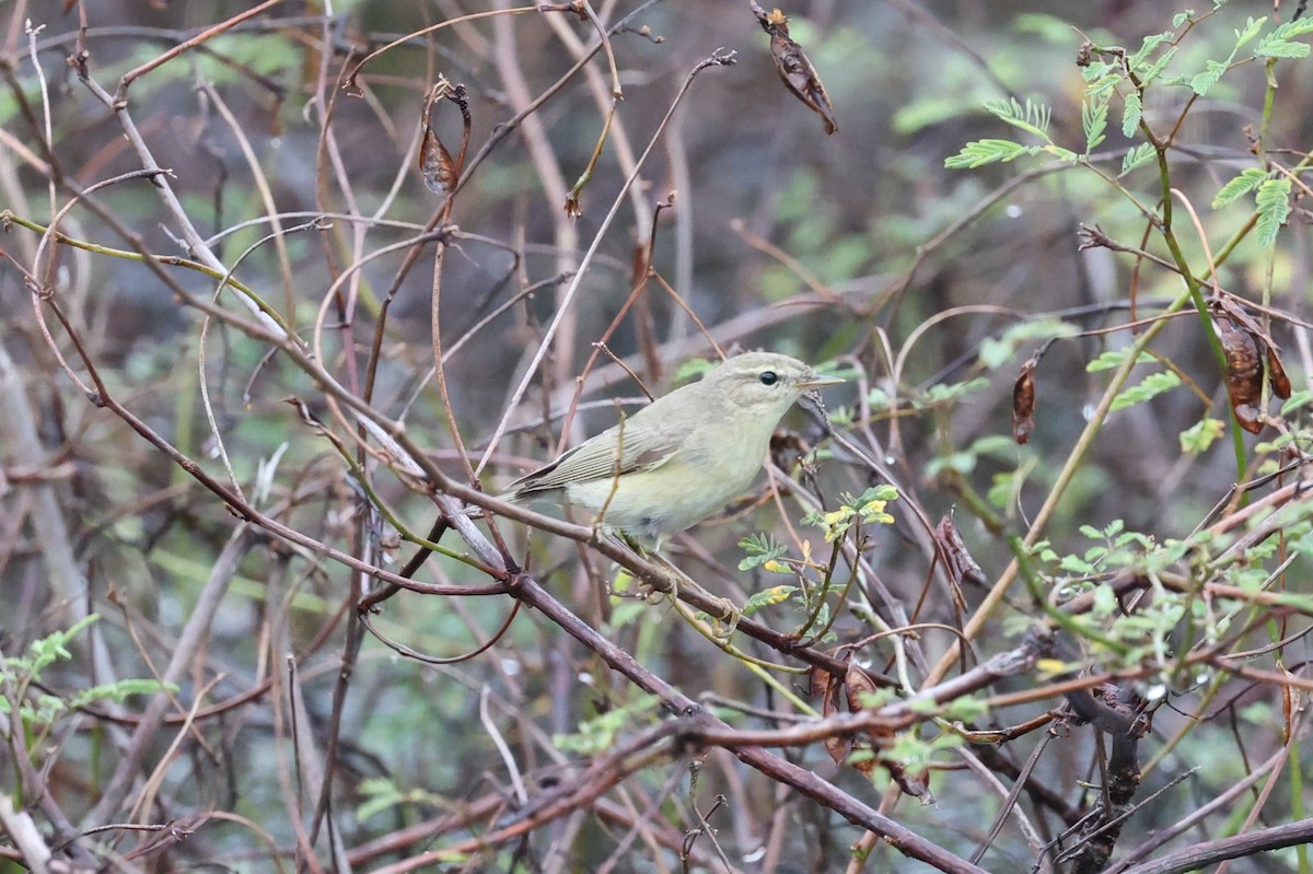 Willow Warbler - ML646348340