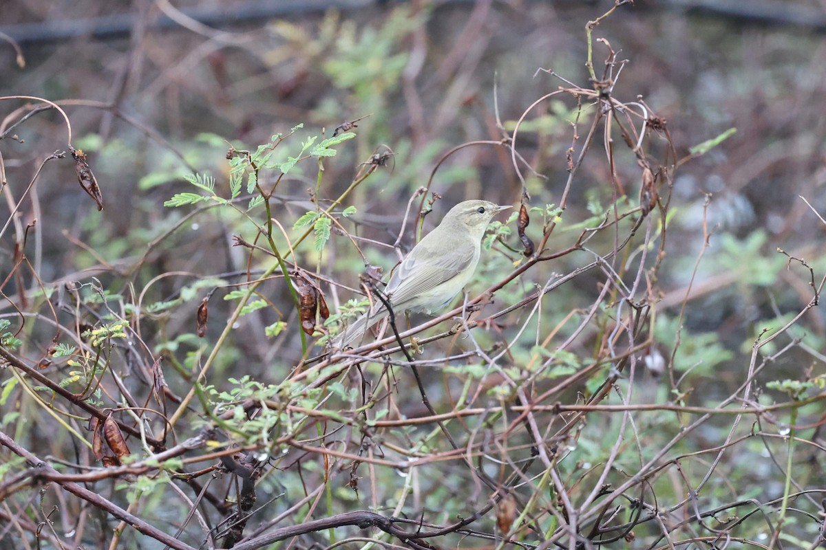 Willow Warbler - ML646348341