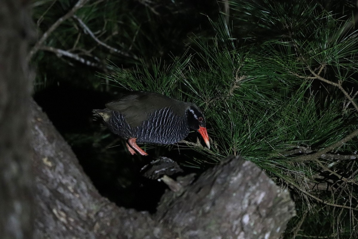 Пастушок окінавський - ML646348343