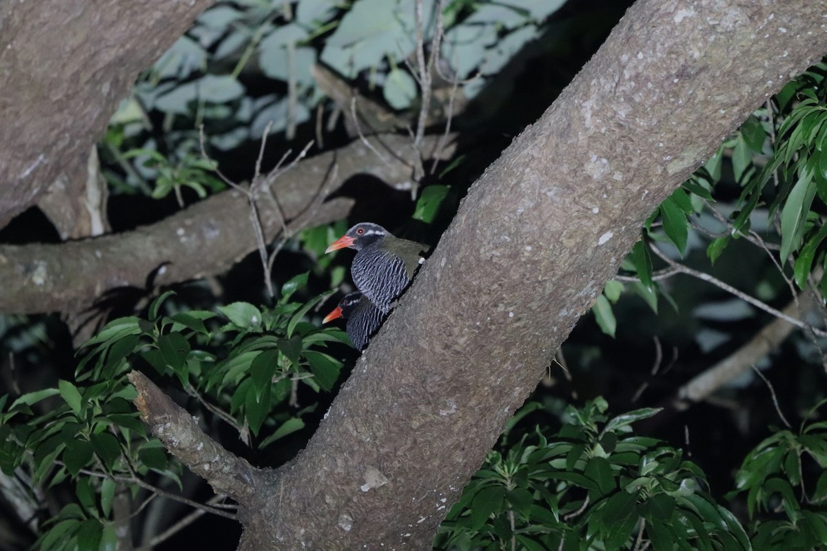 Пастушок окінавський - ML646348344