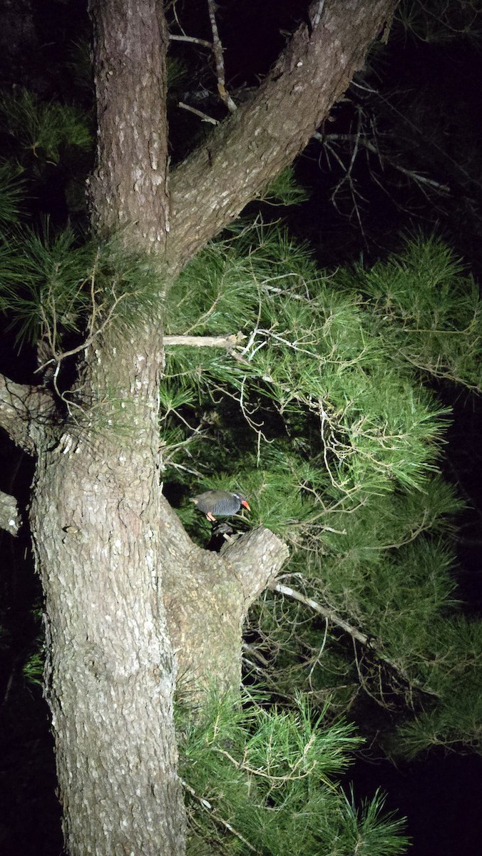 Пастушок окінавський - ML646348349