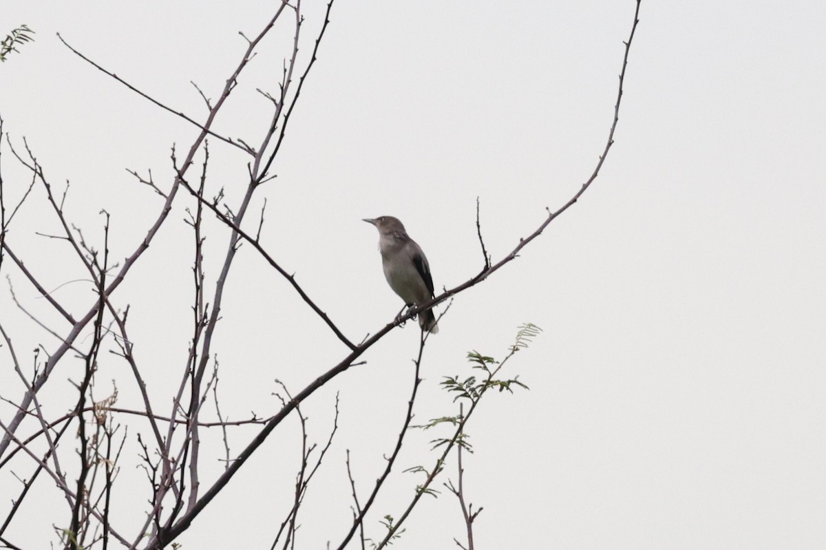 White-shouldered Starling - ML646348351