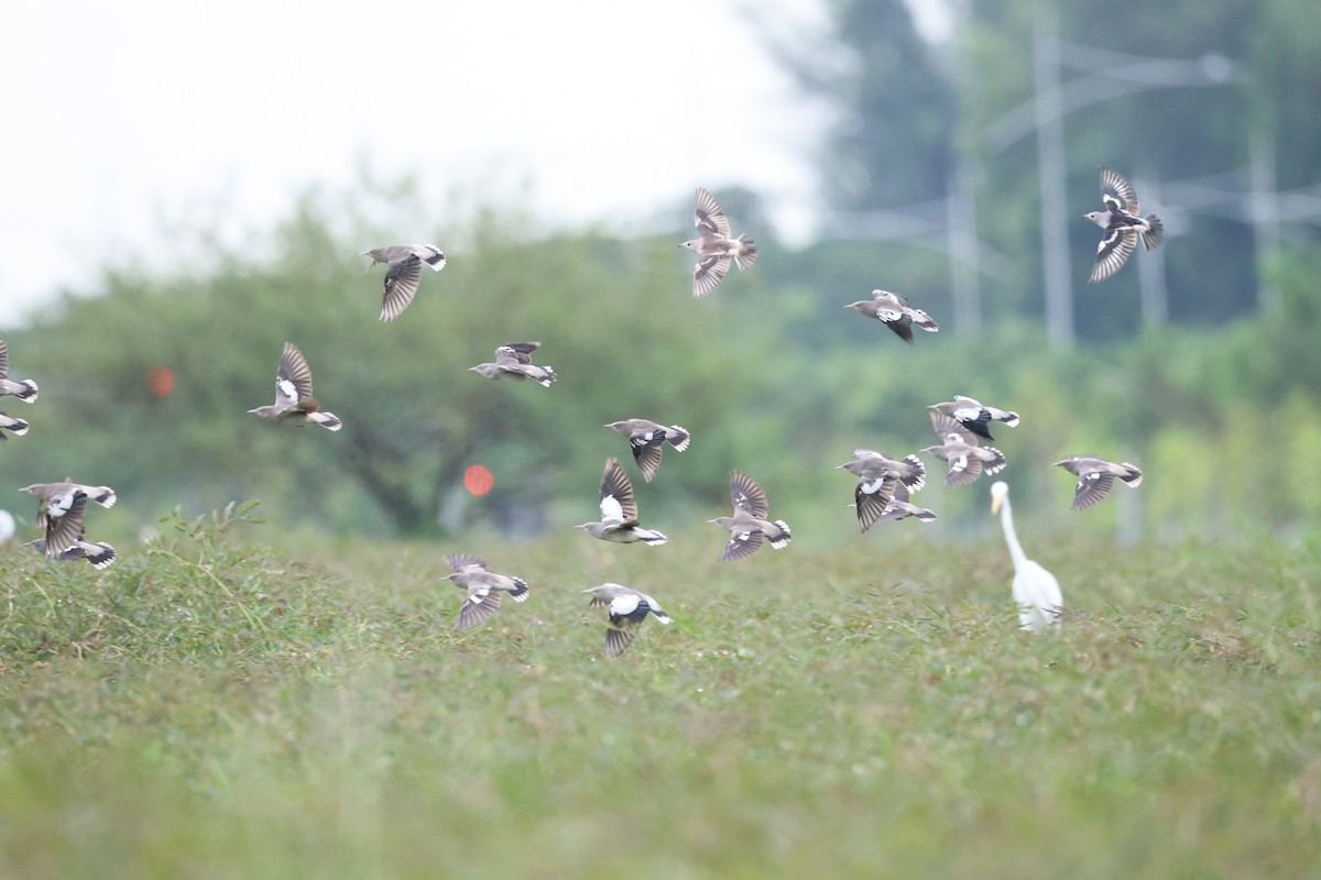 White-shouldered Starling - ML646348352
