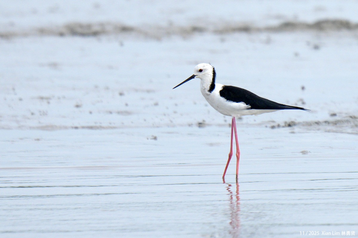 Zankaluze eurasiarra - ML646348353