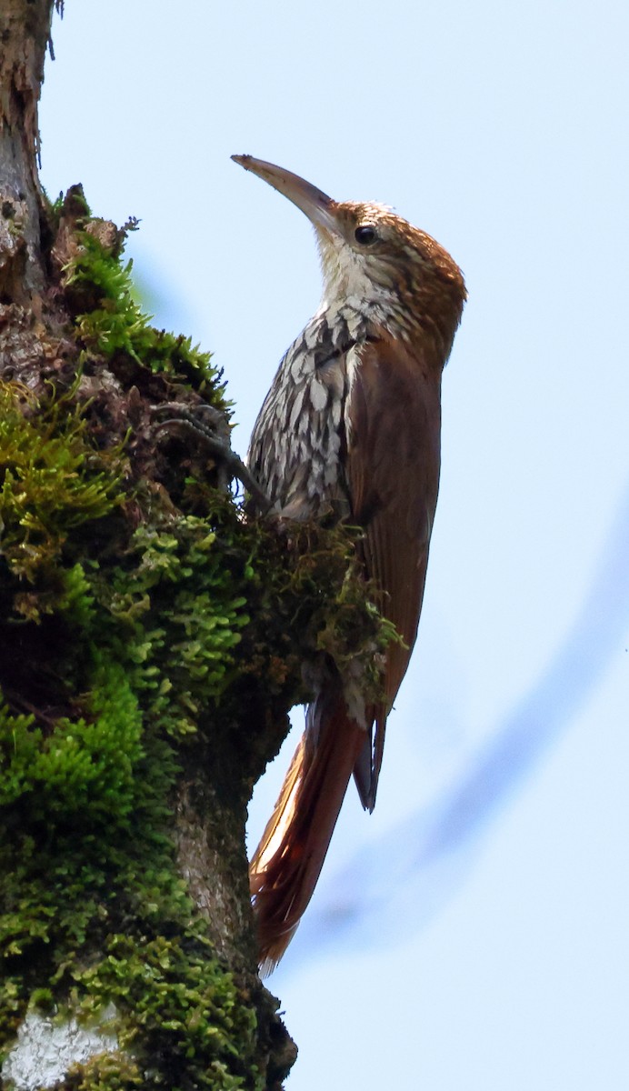 Scaled Woodcreeper - ML646348359