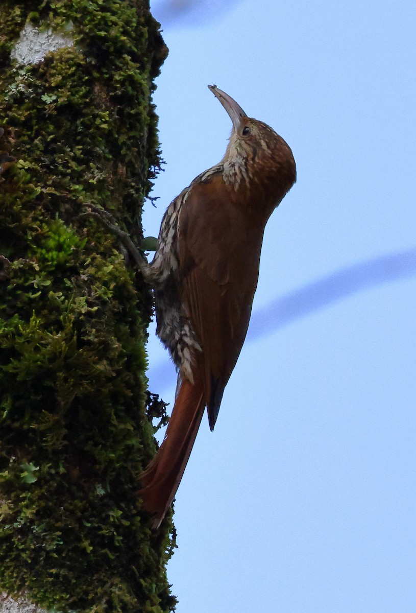 Scaled Woodcreeper - ML646348360